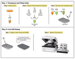 Assay Steps Diagram